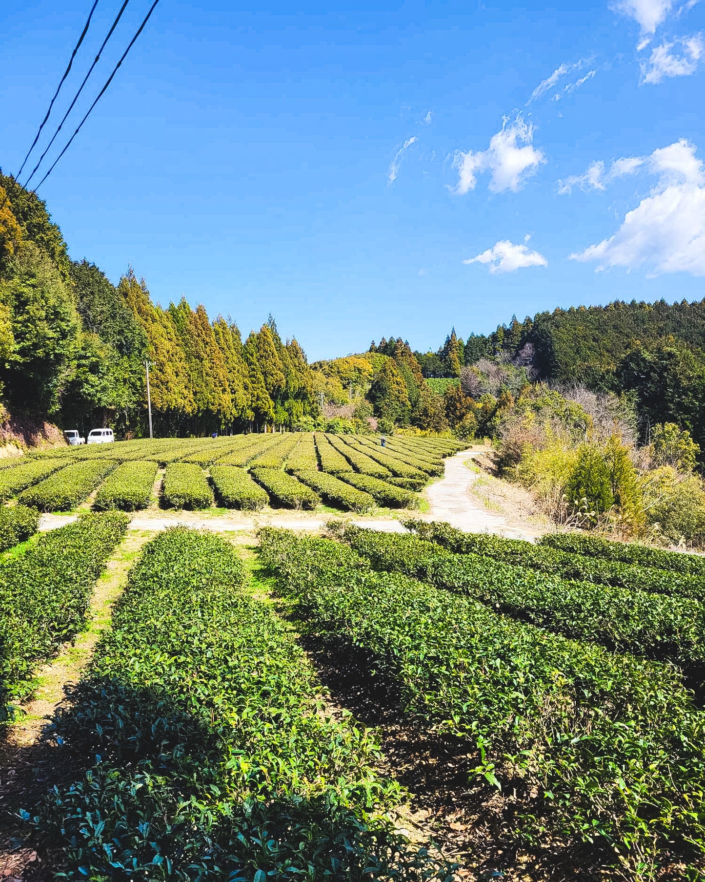 Fuglen´s Sencha / Green Tea / 70g