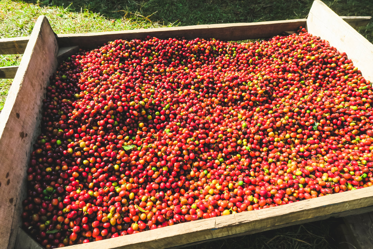 Nansebo / Natural / Ethiopia / 250g