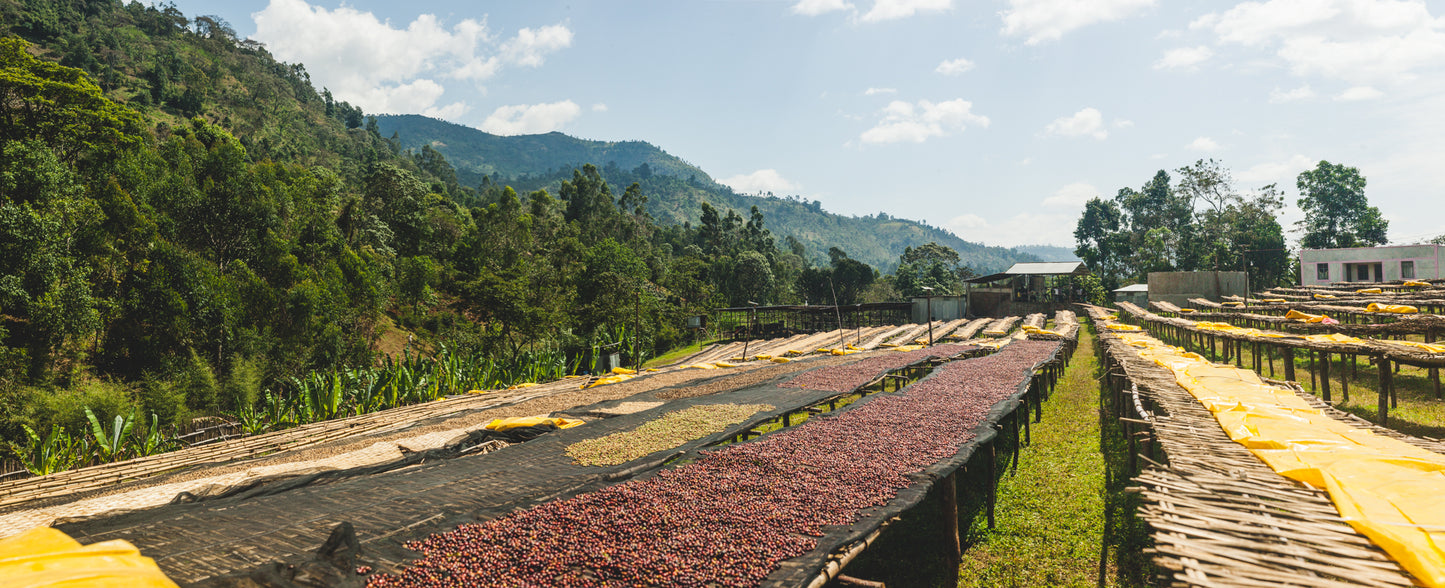 Bensa Espresso / Natural / Ethiopia / 250g